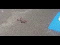 Name this snake 🐍