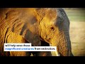 A historic milestone in the EU's ivory trade, but more needs to be done to protect elephants