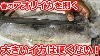 春のアオリイカの捌き方！簡単な皮の剥き方、柔らかく食べる方法を徹底解説！！