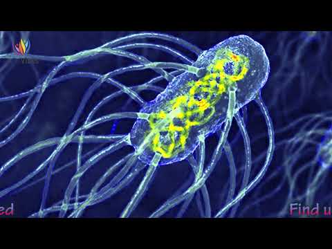 Bacterial Infection Treatment Sound Therapy➤Mycoses Relief Frequency➤Delta Binaural Beats