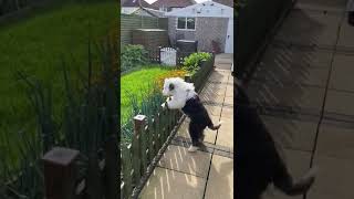 Old English Sheepdog puppy wants veggies!