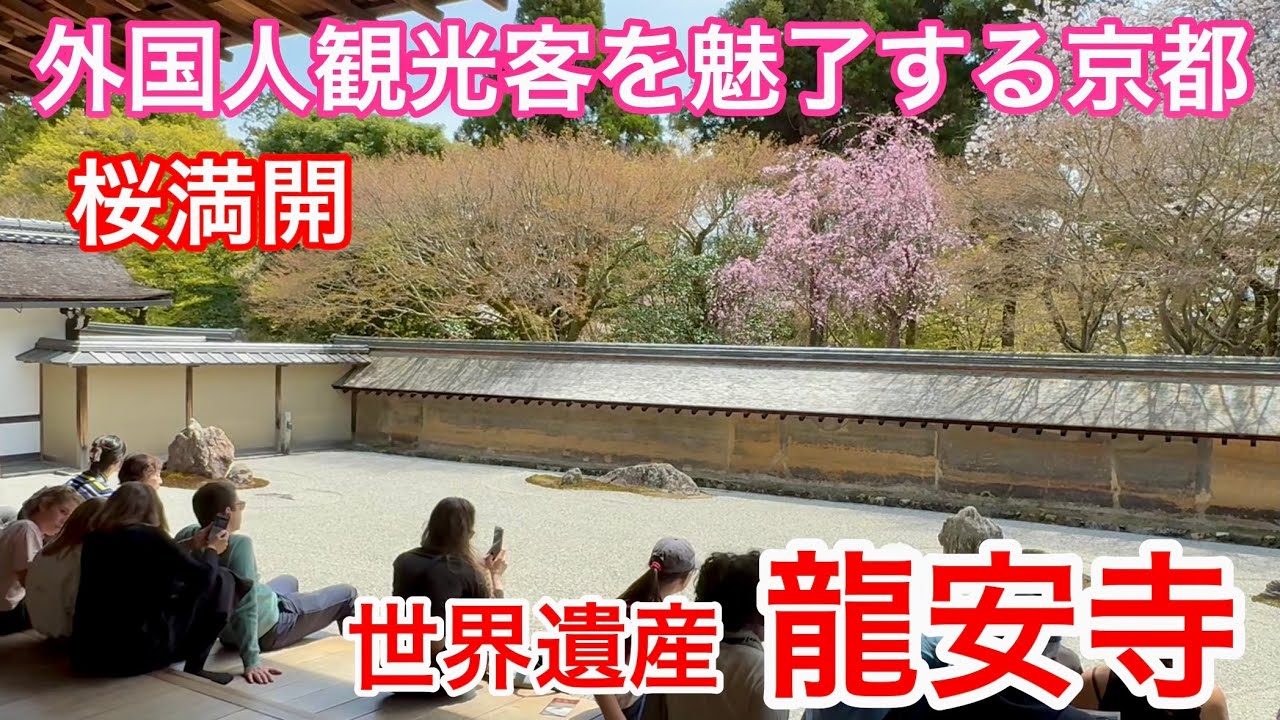 2025年4月8日 石庭から見る桜が美しい世界遺産龍安寺の桜🌸満開