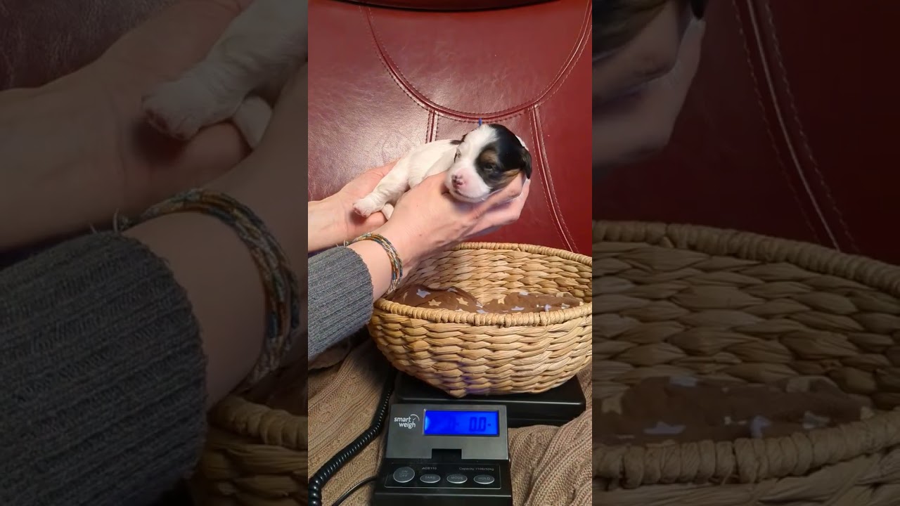 2-Week-Old Mini Bernedoodles!!