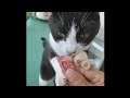 cat wave check 鉾田市猫、波チェック
