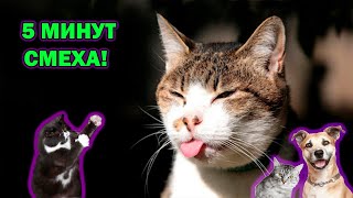 CМЕШНЫЕ КОТИКИ 2021 😹🤗 // 5 минут мега ржака // Лучшие приколы 2021 №5