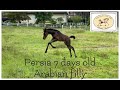 Persia 7 days old Arabian filly