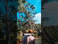 Ref:CVzN52EKFe8 Strong Wind Power ? Can Uproot Massive Trees!   strong wind   #shorts #shortsfeed #strongwind
