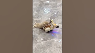 Thumbnail of si pembalap kecil ll kucing lucu naik motor