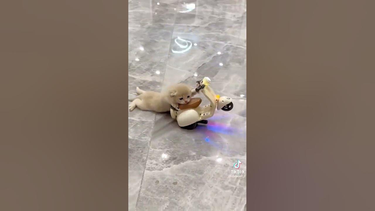 si pembalap kecil ll kucing lucu naik motor