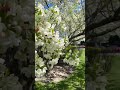 white flower and beautiful weather