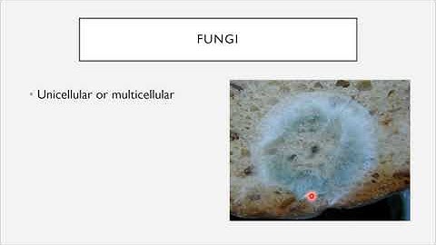 BIO 205 - Chapter 1 - An Invisible World