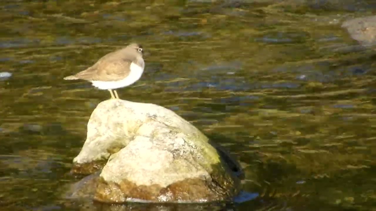 イソシギ発見！飛んだ！～野鳥観察　2234