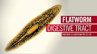 Flatworm digestive tract | by Motic Europe