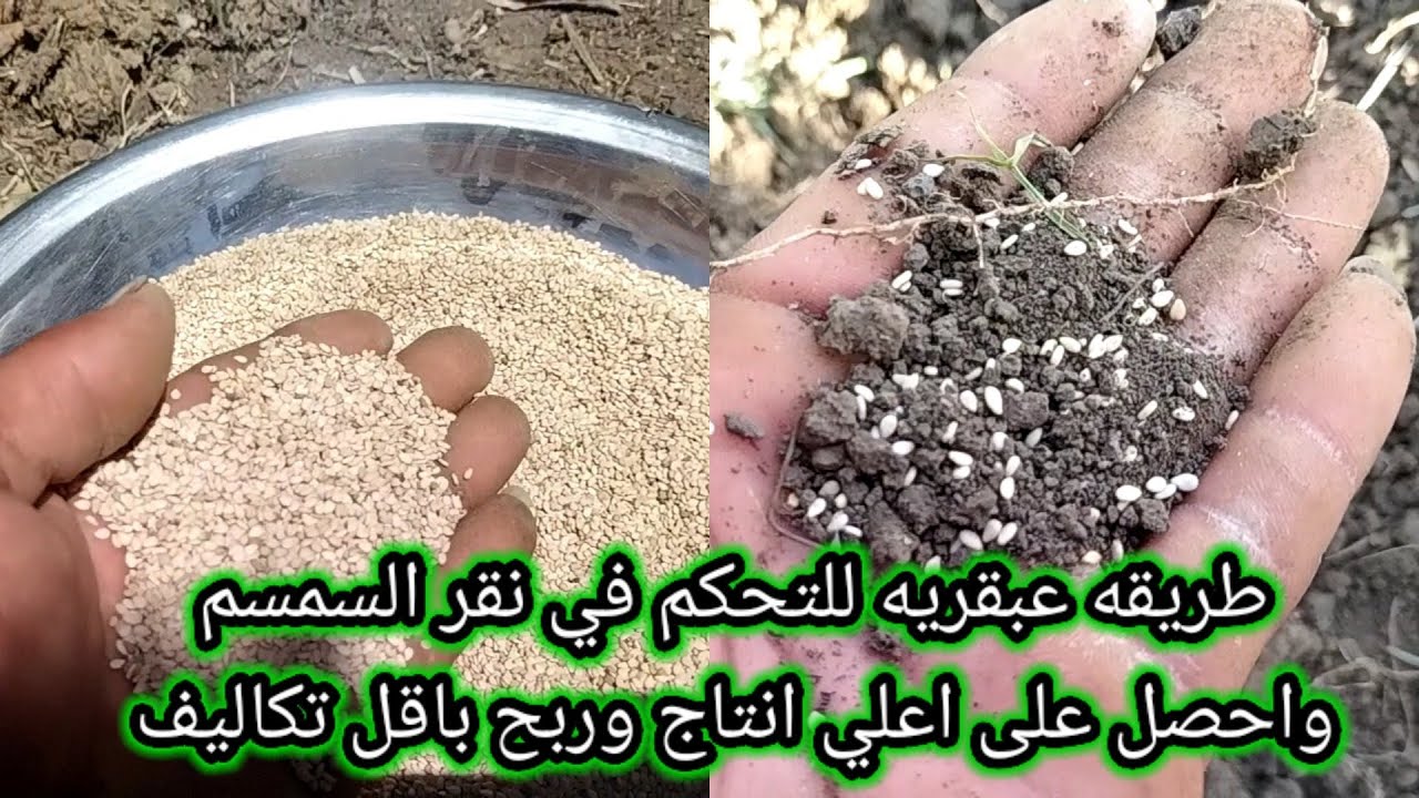 طريقه زراعه السمسم زراعة اقوي محصول مربح  وغير مكلف بطريقة ناجحه  وطريقة عبقريه