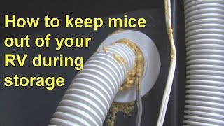 How To Keep Mice Out Of Your RV During Storage