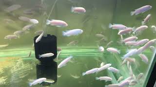 White Cichlid Fishes