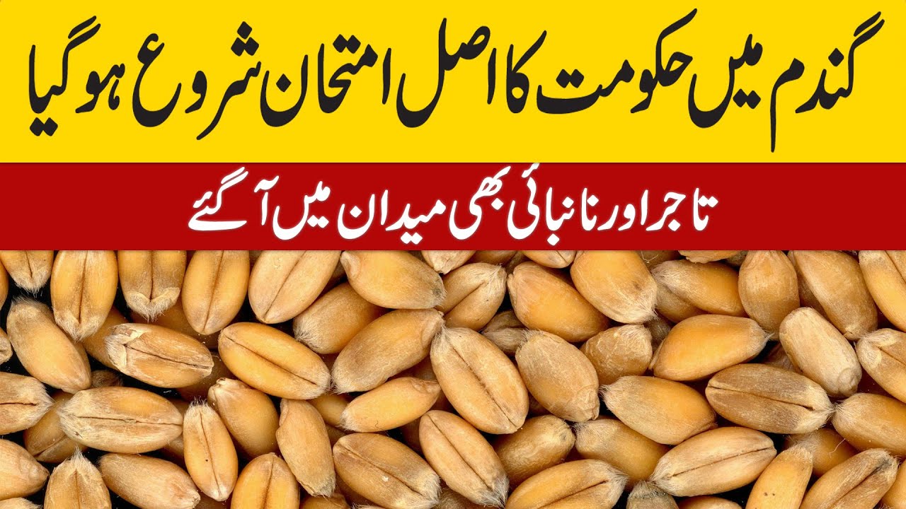 گندم میں آخر کار حکومت کا اصل امتحان شروع ہوگیا