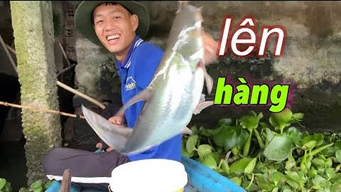 Câu cá rô đồng, một buổi câu cá bất ổn của hai anh em