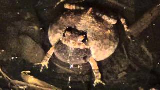 Engystomops pustulosus chorus (Túngara frog) Túngara frog calling in Santa Rosa National Park, Costa Rica in2013.
filmed by Heidi Rockney