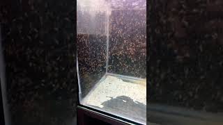 Rosenberggarnelen Larven Tag 16 🦐 (freshwater prawn larvae)