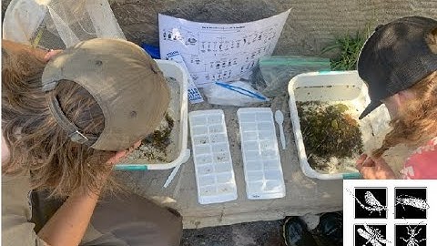 Aquatic Insect Collection and ID- WEN Training Video