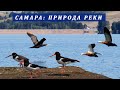 Птицы, звери и природа реки Самара | Наблюдения за миром животных во время сплава