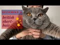 Reviewing a British Shorthair Cat の動画、YouTube動画。