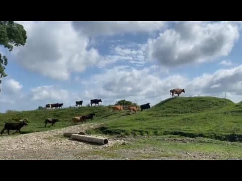 გიგა ბოკერიას ავტობუსის გამოჩენისას, ძროხები \'თავქუდმოგლეჯილები გარბიან\'