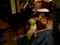 Dog Porn XXX