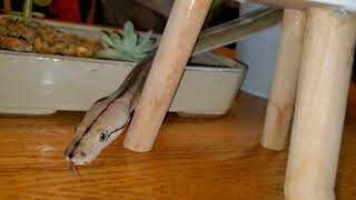 Famous Super Dwarf reticulated python Anery Motley Tiger Net Worth