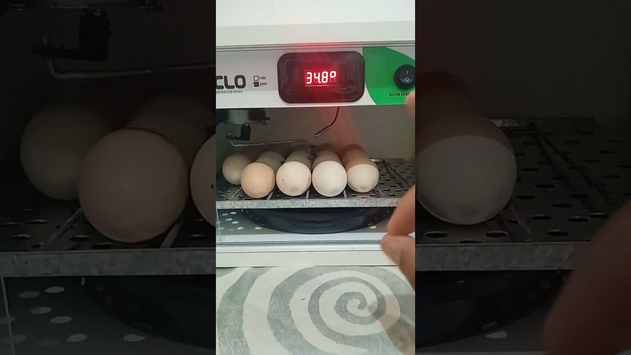 como programar sua chocadeira ECLO, temperatura e iniciar a contagem dia 1*