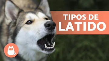 Porque os cachorros latem para o nada?