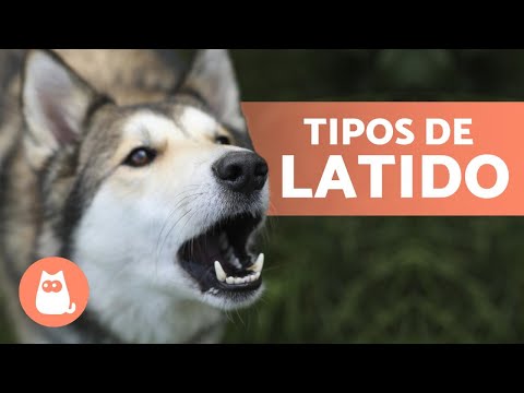 Vídeo: Por Que Alguns Cães Latem Mais Do Que Outros?