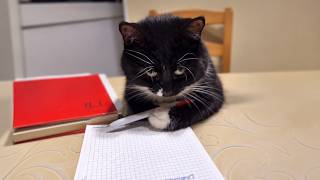 Et Si Les Chats Travaillaient