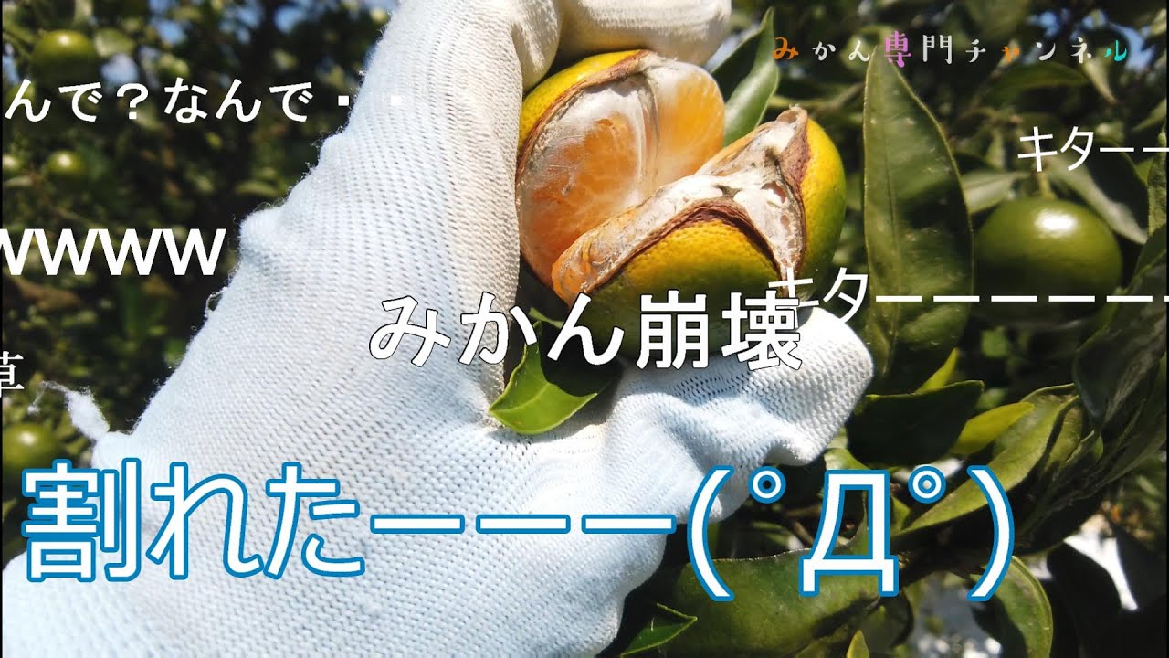 みかん　【2点】 maxresdefault.jpg