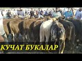 ЁШ КУЧАТ БУКАЛАР  Фаргона вилояти Ёзявон тумани 2 кисм