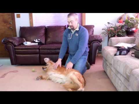 Pet CPR - YouTube