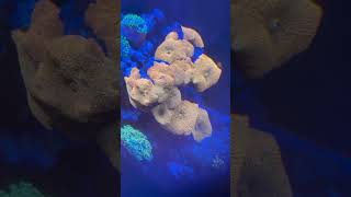Jawbreakers #love#motivation#fun#happiness#beautiful #photography#fish#aquarium #reef #video