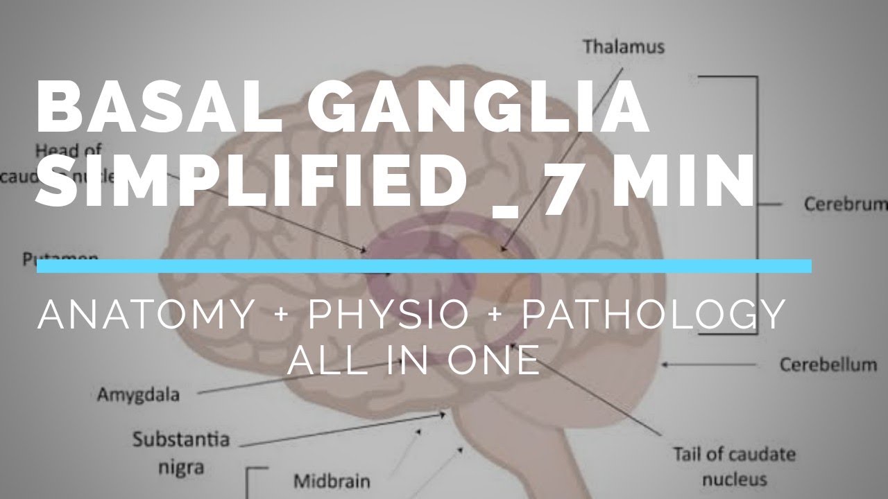 First Aid Usmle Step 1 Nuerology Basal Ganglia Under 7 Min Super Easy