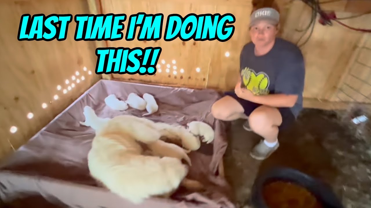 Dixie Keeps Moving Her Puppies. Highlight Of The Kiddos Ball Games