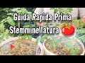 Guida Rapida Prima Sfemminellatura Piante Pomodoro 👍🍅
