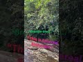 🌿 “Welcome to paradise Hidden inside the Rainforest ” #adventureawaits #forestretrea t#sinharaja