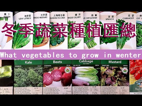 八月，九月，十月種什麽菜：羽衣甘藍，菠菜，生菜，甜菜，芥菜，豌豆，蘿蔔......