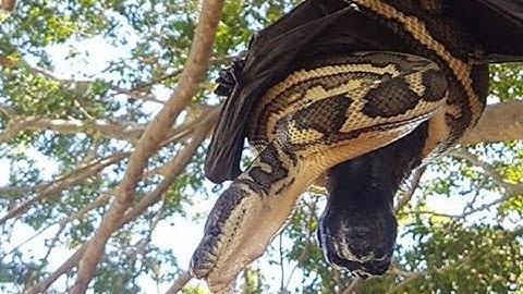 Snake and bat fight to the death while hanging from a tree