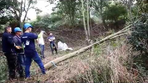 Felling Norway Maple Trees
