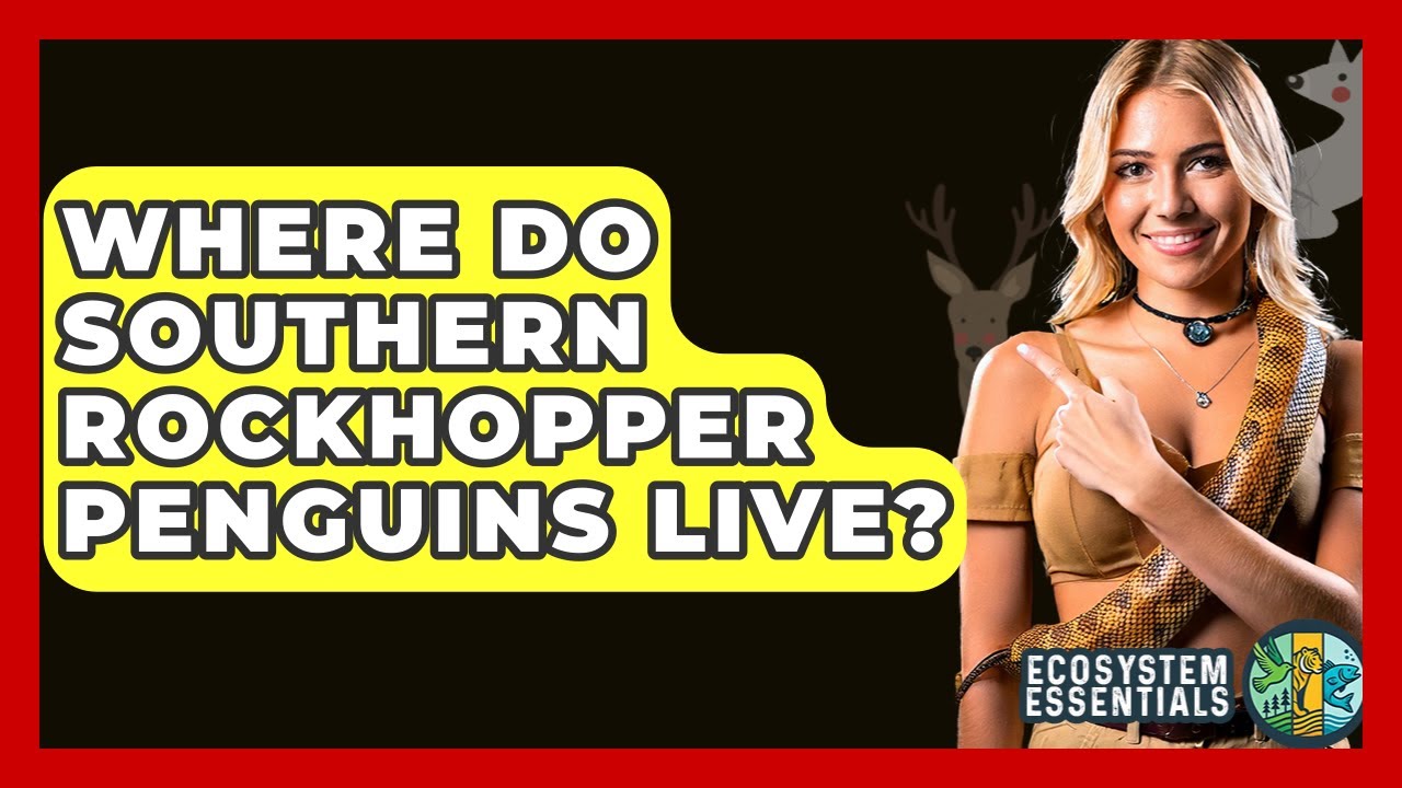 Where Do Southern Rockhopper Penguins Live? - Ecosystem Essentials
