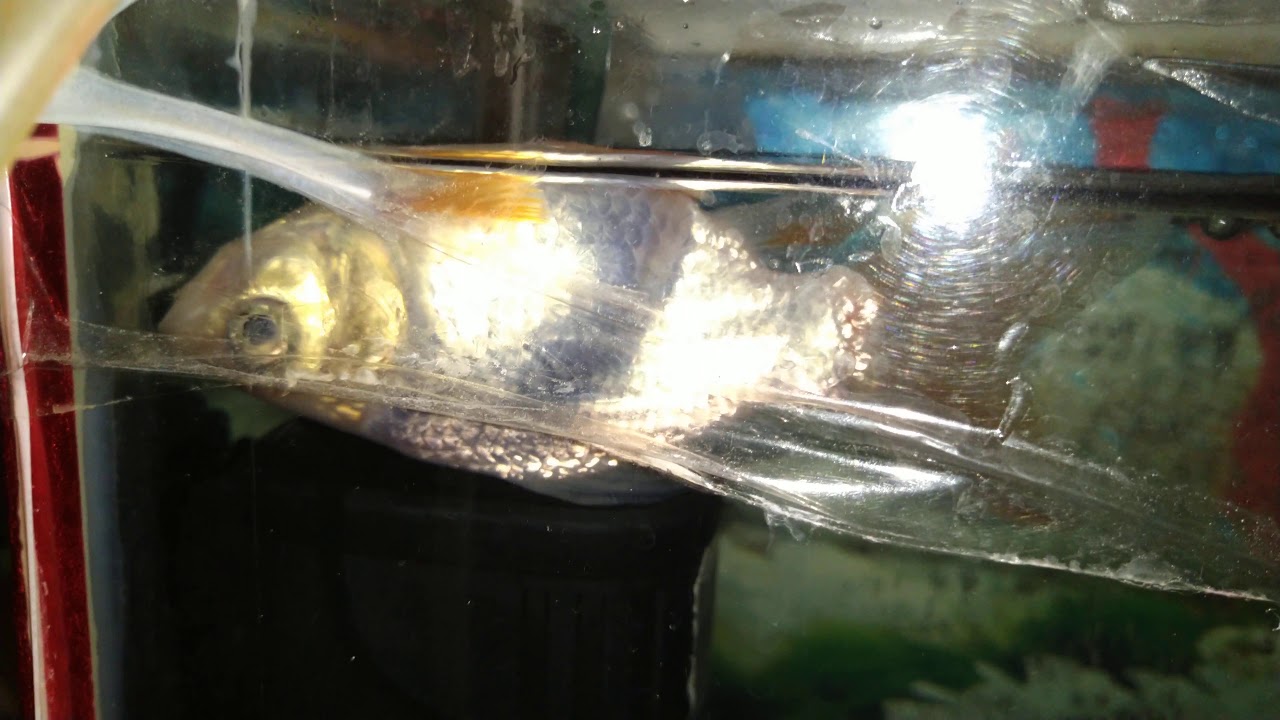 GOLD FISH FAKE DEAD YouTube