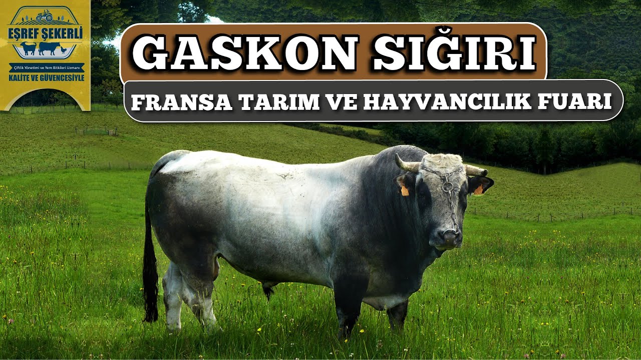 Gaskon Irkı - Fransa Sommet de l'Elevage Fuarı