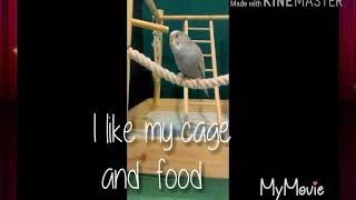 Good and Bad Bird Cage's (⭐Staring Nikko⭐)