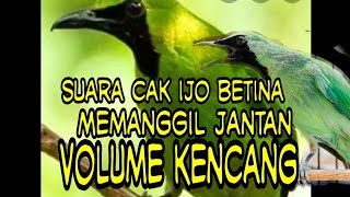Download Lagu Mp3 cak ijo betina panggil jantan ampuh untuk pikat dan pancingan cak ijo yg gak bunyi jamin nyahut MP3